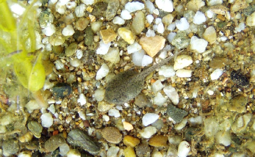 Girini di Ululone??? - Rana italica
